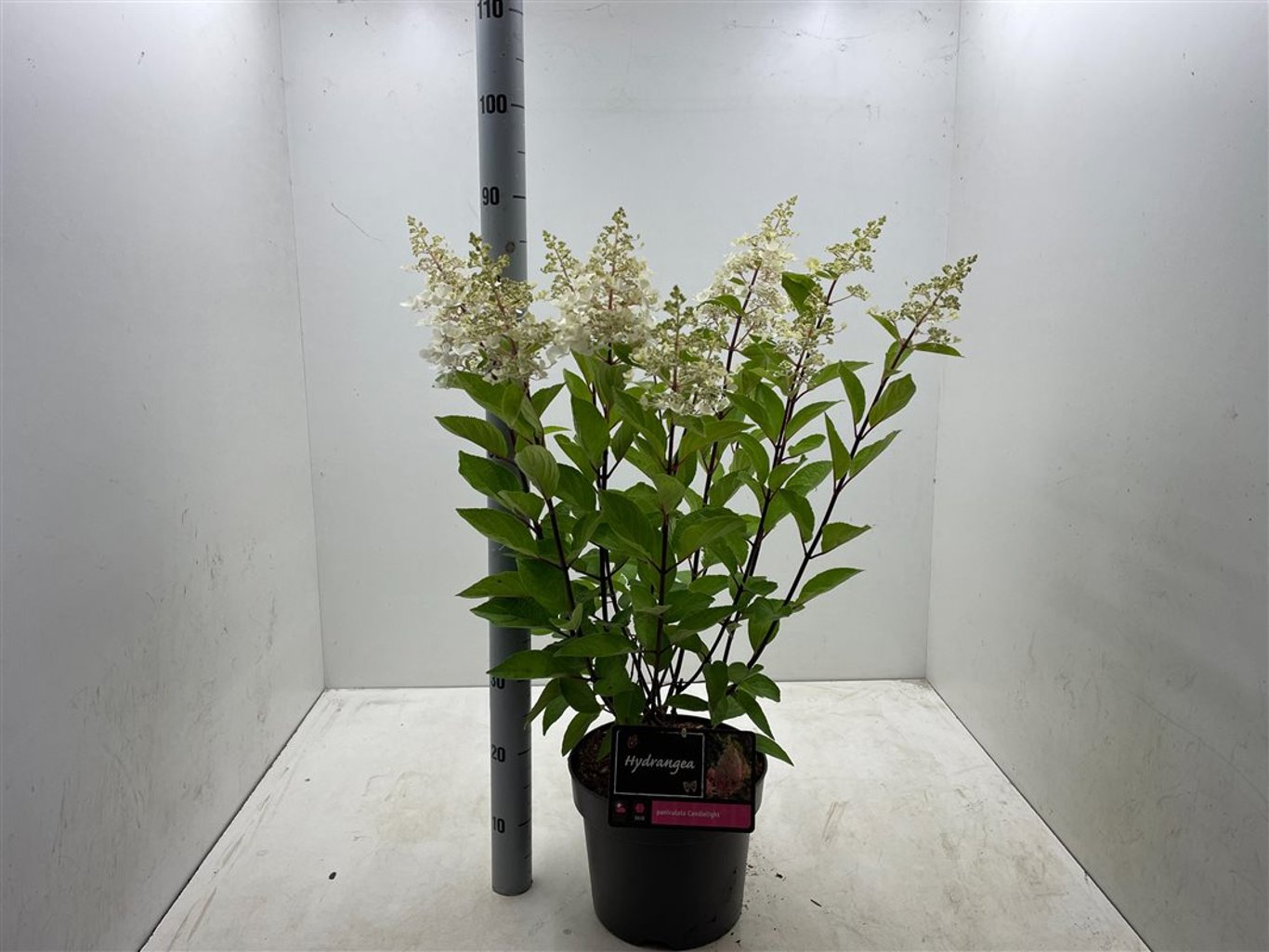 Hydrangea pan. 'Candlelight' ® - C7,5